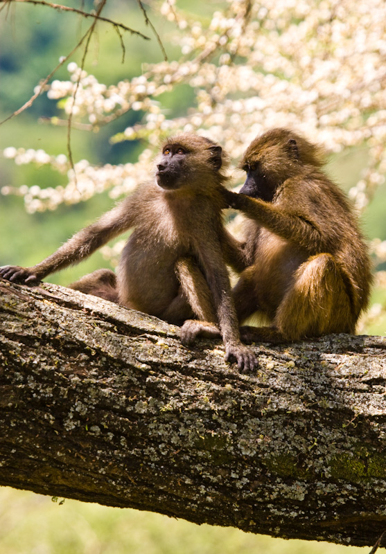 Grooming Olive Baboons
